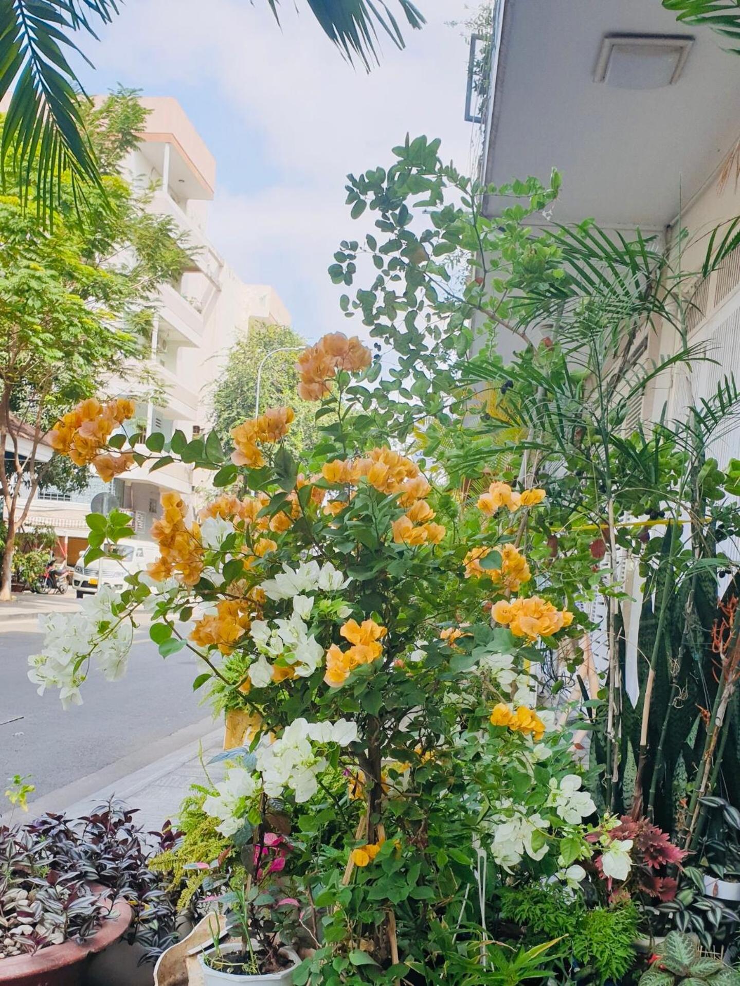 胡志明市 Chez Lotus Rose酒店 外观 照片